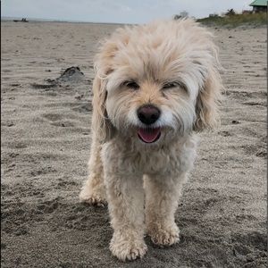 Meet your Posher, Josh